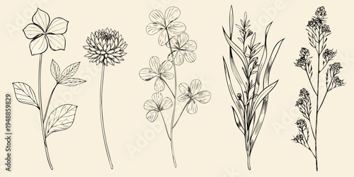 Detailed botanical illustration of various wildflowers and grasses
