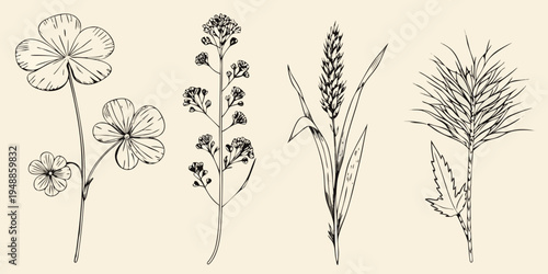 Botanical illustration featuring clover wildflowers wheat and grassy foliage
