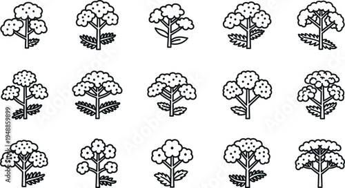 Black and white cauliflower vegetable line pattern white background