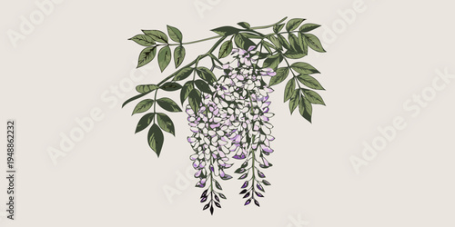 Delicate illustration of wisteria blossoms and lush green foliage hanging down