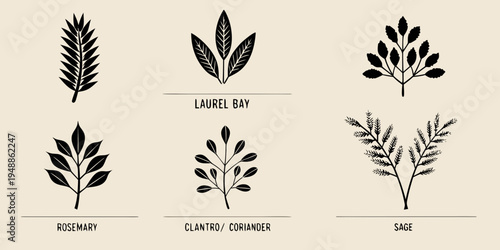 Botanical illustration displaying different varieties of herb leaves