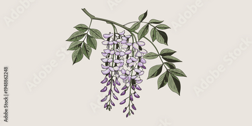 Delicate illustration of cascading wisteria flowers and lush green foliage