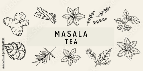 Botanical illustration of spices and herbs for masala tea preparation