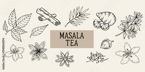Masala tea ingredients cinnamon cardamom flowers and leaves illustration