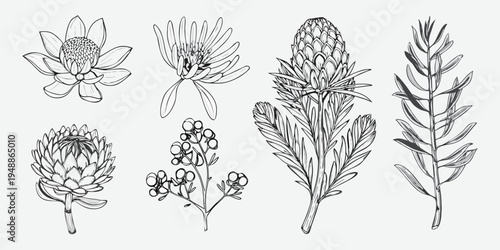 Botanical illustration of protea flowers and foliage in monochrome style