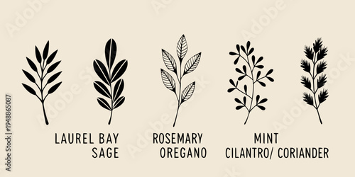 Botanical illustration of various herbs with handwritten labels
