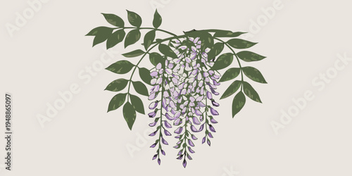 A delicate illustration of wisteria blossoms and lush green foliage