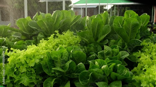 Farmers are spraying pesticides on the vegetable garden fields to avoid damaging the crops. The use of chemicals is harmful to humans and the environment.