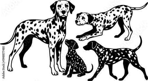 Black and white vector illustration set of Dalmatian dogs in different poses. Spotted dog breed collection including a puppy, standing, and playing positions.