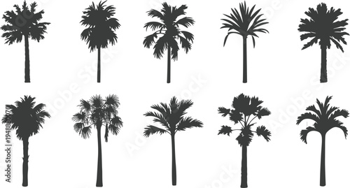 palm tree silhouette set, tropical coconut palm collection, exotic beach plants, summer island nature vector illustration pack