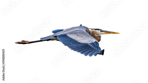 Tableau sur toile Isolated majestic Great Blue Heron in graceful flight with powerful outstretched wings