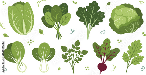 Set of green leafy vegetables and healthy salad greens, icons of cabbage, spinach, kale and lettuce, organic food vector illustration isolated on white
