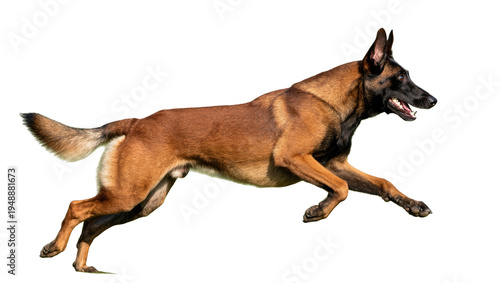 Foto Isolated Belgian Malinois dog in mid-air running motion, an athletic and powerfu