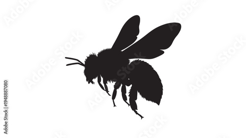 Bee silhouette with fuzzy body and transparent wings against a white background, perfect for nature and science illustrations.