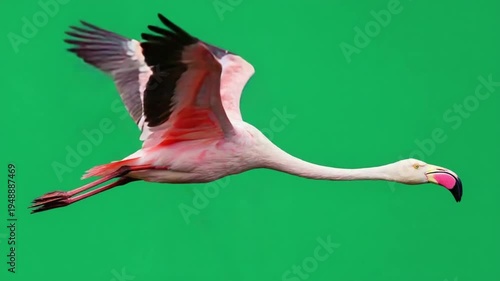 Flamingo in flight against vibrant green background, graceful wildlife motion, nature photography
