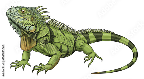 Striking green iguana, featuring a prominent spiky crest and detailed textured skin, standing firmly and showcasing its impressive reptilian form and scales.