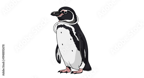 Resilient Humboldt penguin, native to the coasts of Chile and Peru, standing upright and showcasing its characteristic black and white plumage.