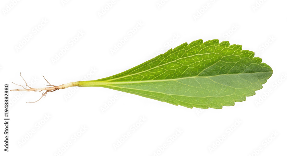 Fototapeta premium A single green leaf with a root on a transparent background