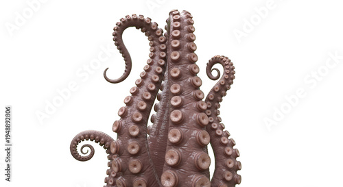 Octopus Tentacles with Suckers on a Black Background