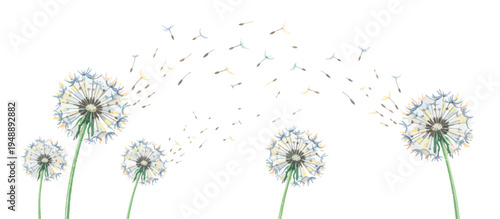Dandelion clock blowing seeds in the wind. Hand drawn vector illustration. Floral nature element isolated on transparent background