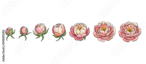 Peony flower blooming stages vector illustration. Hand-drawn botanical life cycle isolated on transparent background