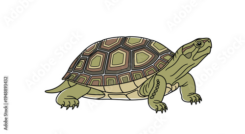 Realistic green turtle, featuring an intricately patterned shell and textured skin, walking steadily and gracefully on a clean white background.
