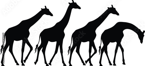 Black giraffe silhouette walking sequence isolated on white background, wildlife safari animal illustration set showing movement and posture progression study