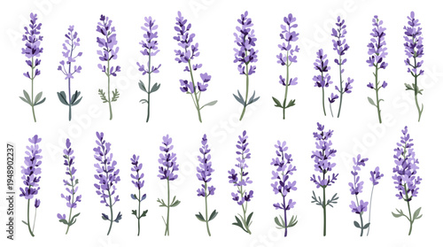 lavender flowers on white background
