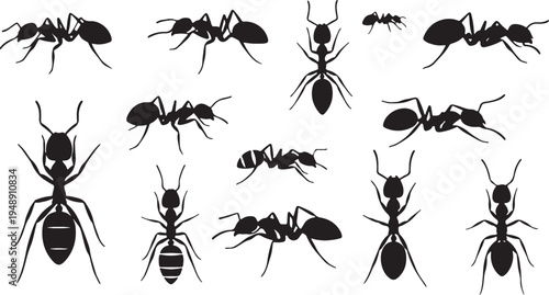 Thirteen Detailed Black Ant Species Silhouette Collection for different shapes and black ants Design, EPS