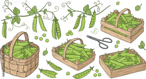 Green Pea Harvest Collection with Pea Pods, Garden Vines, Wooden Baskets and Fresh Organic Vegetables Botanical Vector Illustration Set
