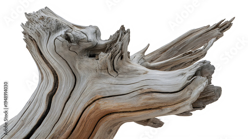 Twisted and weathered tree branch with intricate patterns... isolated on a transparent background