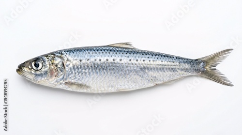Fresh Fish on White Background