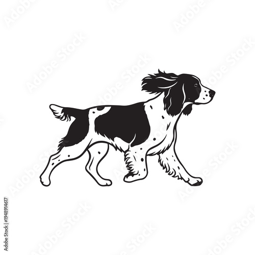 Black and white hand-drawn vector illustration of a Springer Spaniel dog walking isolated on a white background.