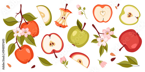 Set with whole, halves and slices apple, blossoms, leaves and seeds, tree brunch. Vector illustration of red and green eco fruits. Botanical elements isolated on light background