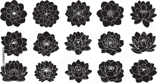 Black and white succulent flowers illustrations on white background