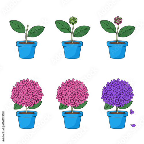 Growing pink hydrangea plant stages in blue pot on white background, life cycle of flowering plant from green buds to full purple blossom for garden concept.