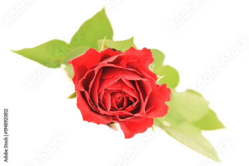 Beautiful red rose bud closed up isolated on white