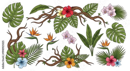 Tropical plant collection with colorful flowers and large leaves