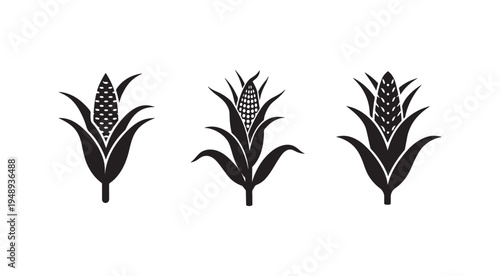 Set of corn silhouettes with leaves and ears of corn on white background  corn icons  agricultural symbols