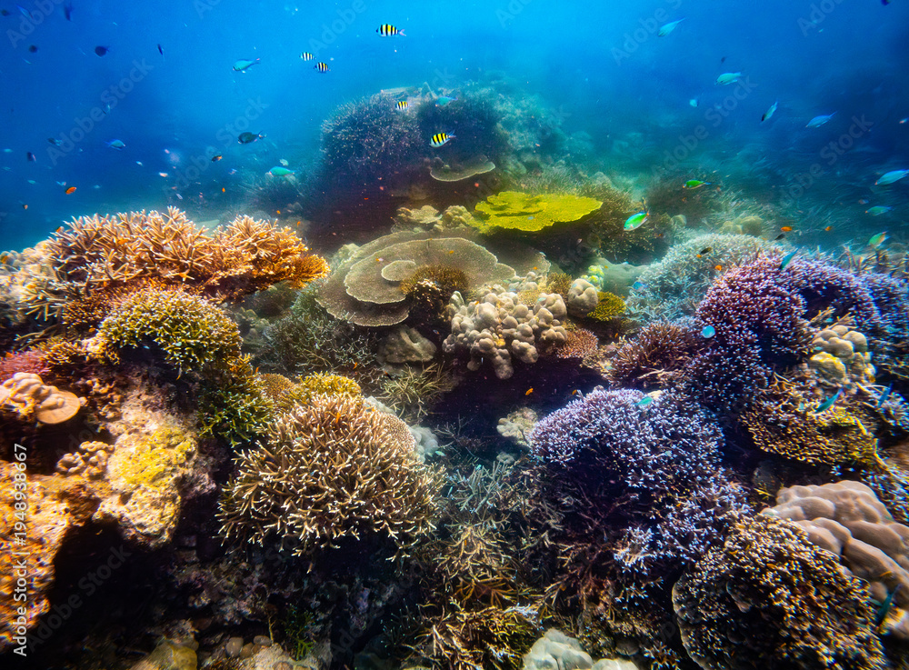 Fototapeta premium Corel reef under water world of North Andaman, Surin island Thailand