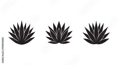 Three black agave plant silhouettes in different shapes and sizes  isolated on white background