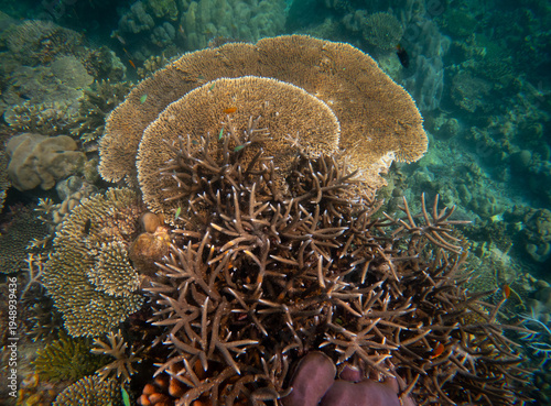 Corel  reef  under water world  of  North Andaman, Surin island  Thailand