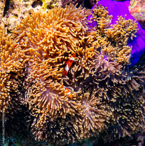 Corel  reef  under water world  of  North Andaman, Surin island  Thailand