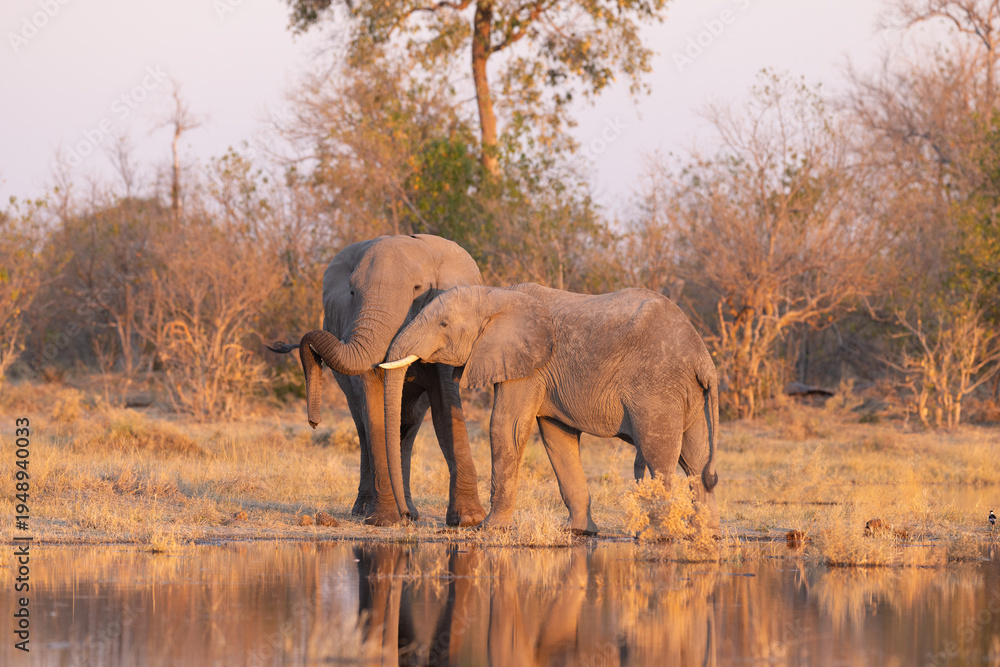 Obraz premium Two African elephants interacting and touching trunks in the bush in red afternoon sunlight