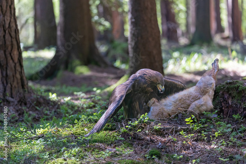 Golden eagle is eating a caught fox in the forest. Horizontally. 