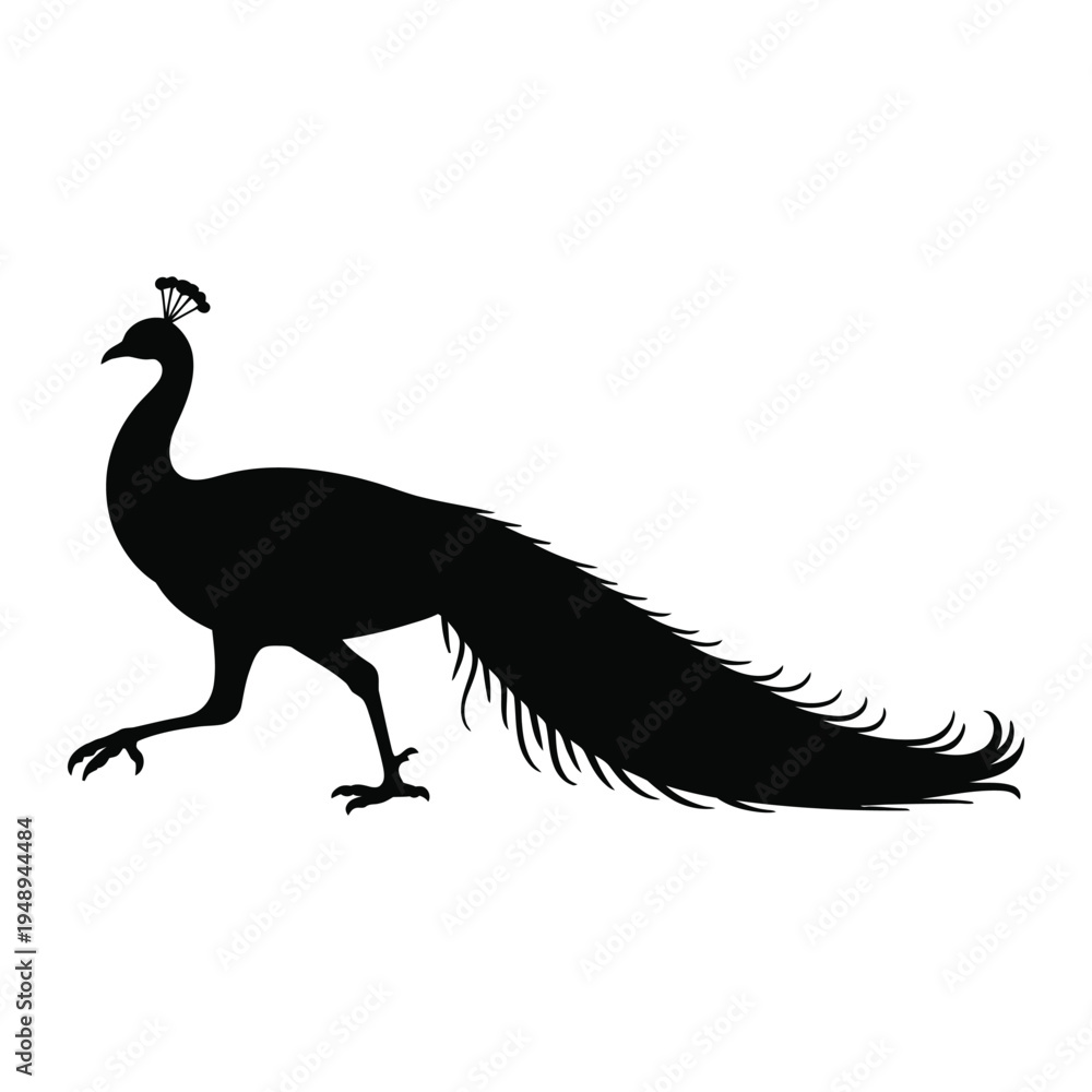 Fototapeta premium Peacock walking side view Vector, Silhouette, Illustration