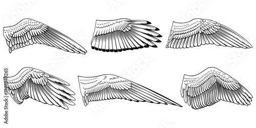 Bird Wings Set. Black and white vector cliparts.