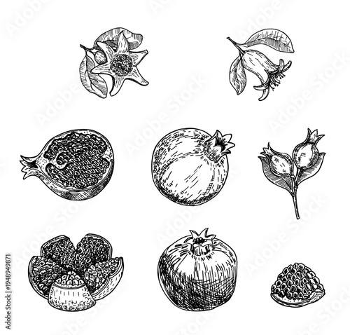 Hand drawn sketch style pomegranates set. Pomegranates with seeds and leaves. Sketch style illustration. Juicy natural Organic fruit. For cooking, cosmetic package design, healthcare