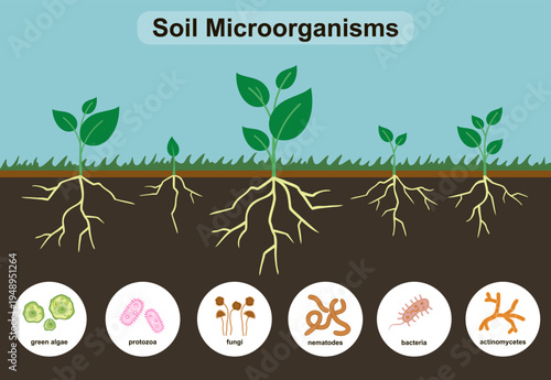 Various microorganisms in garden soil. Ground cutaway with bacteria and the root system of plants. Important microbes living in soil. Organic vegetable concept.