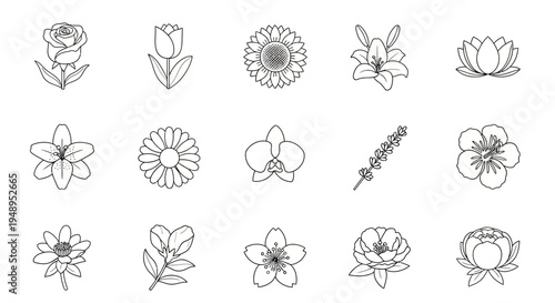Set of various hand drawn vector illustrations of flowers including rose, tulip, sunflower, lily, orchid and lotus